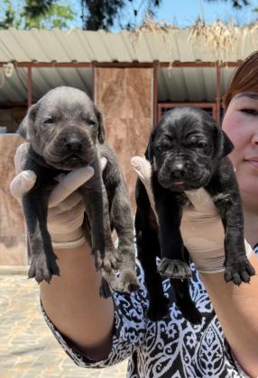 CANE CORSA ALAN KORUMA KÖPEĞİ YAVRULARI