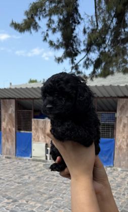 SİYAH TOYPOODLE ZEYTİN GÖZLÜ ŞİRİN YAVRULAR