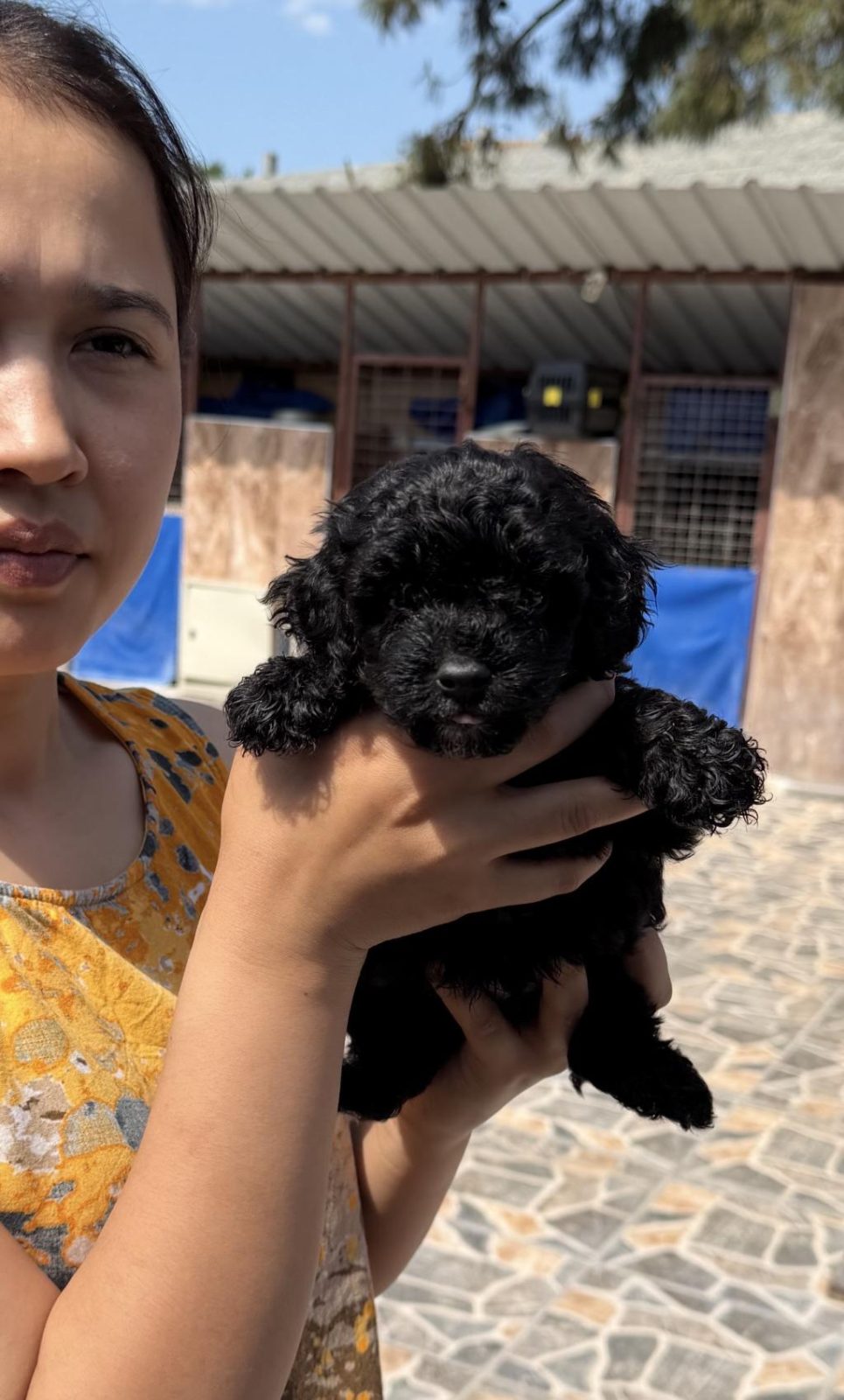 SİYAH TOYPOODLE ZEYTİN GÖZLÜ ŞİRİN YAVRULAR