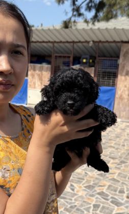 SİYAH TOYPOODLE ZEYTİN GÖZLÜ ŞİRİN YAVRULAR