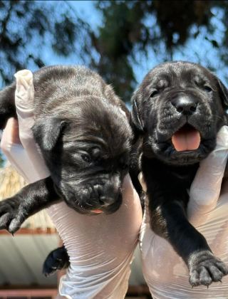 CANE CORSA ALAN KORUMA KÖPEĞİ YAVRULARI
