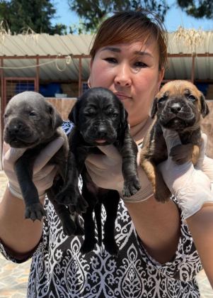 CANE CORSA ALAN KORUMA KÖPEĞİ YAVRULARI