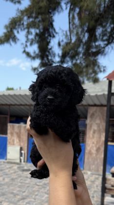 SİYAH TOYPOODLE ZEYTİN GÖZLÜ ŞİRİN YAVRULAR