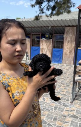 SİYAH TOYPOODLE ZEYTİN GÖZLÜ ŞİRİN YAVRULAR