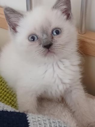 BEBEK KEDİLERİMİZ YUVA ARIYOR
