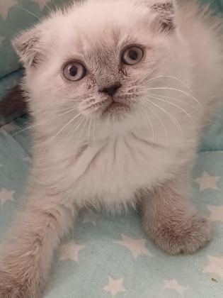 BEBEK KEDİLERİMİZ YUVA ARIYOR