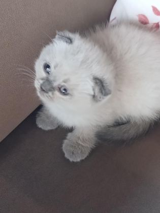 BEBEK KEDİLERİMİZ YUVA ARIYOR