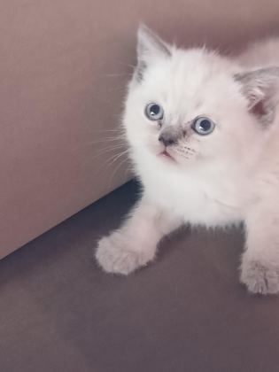 BEBEK KEDİLERİMİZ YUVA ARIYOR