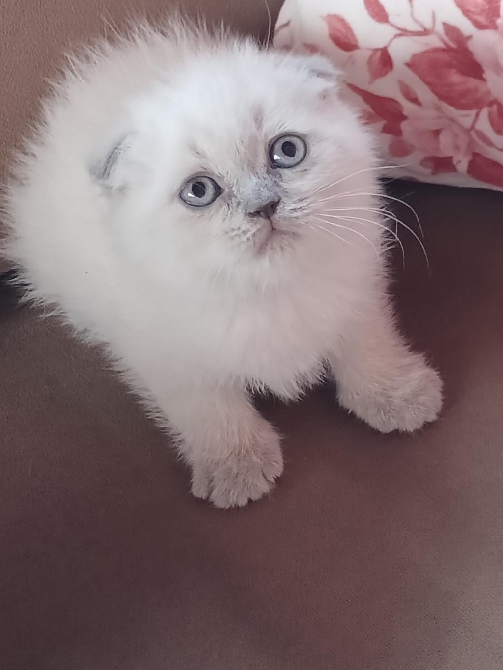 BEBEK KEDİLERİMİZ YUVA ARIYOR