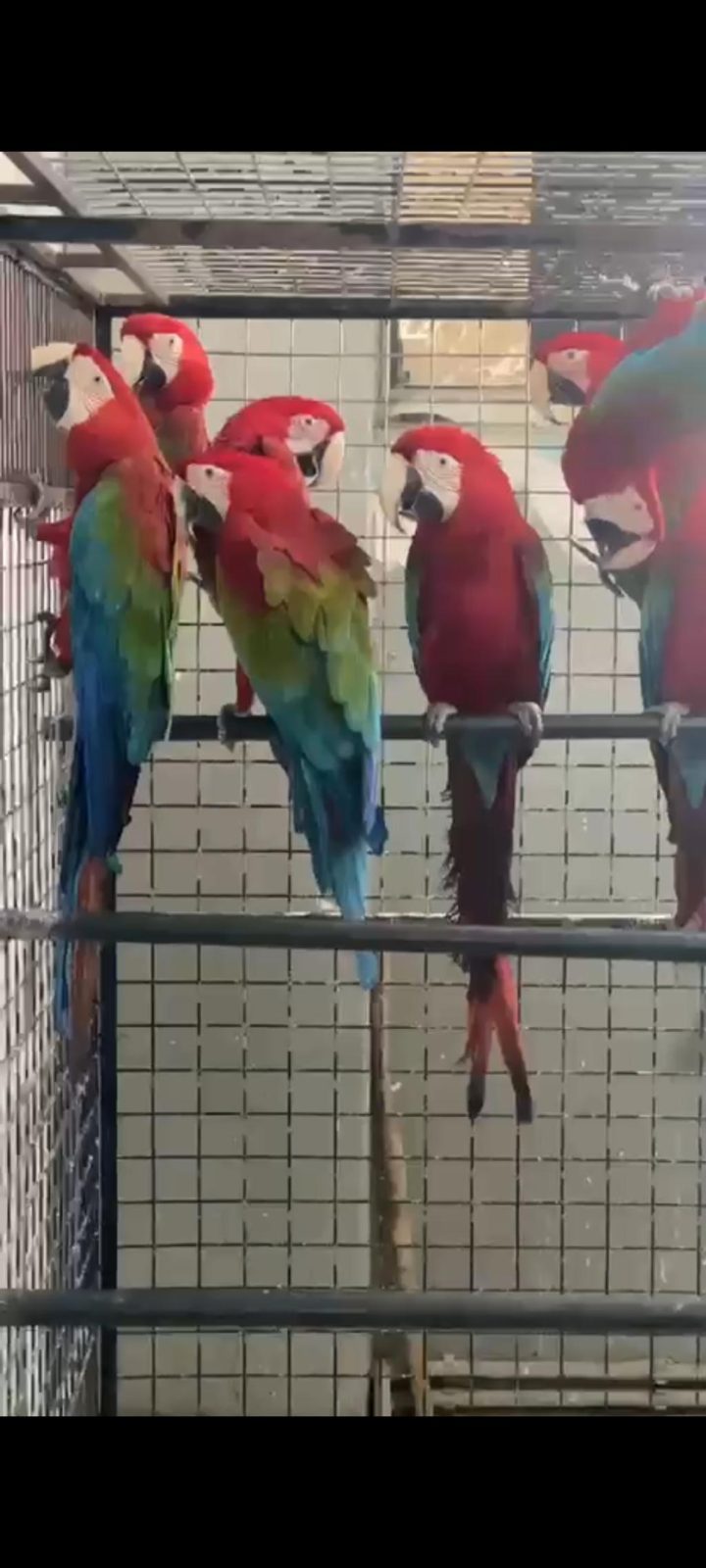 FATURALI BELGELİ KIRMIZI MACAWLAR