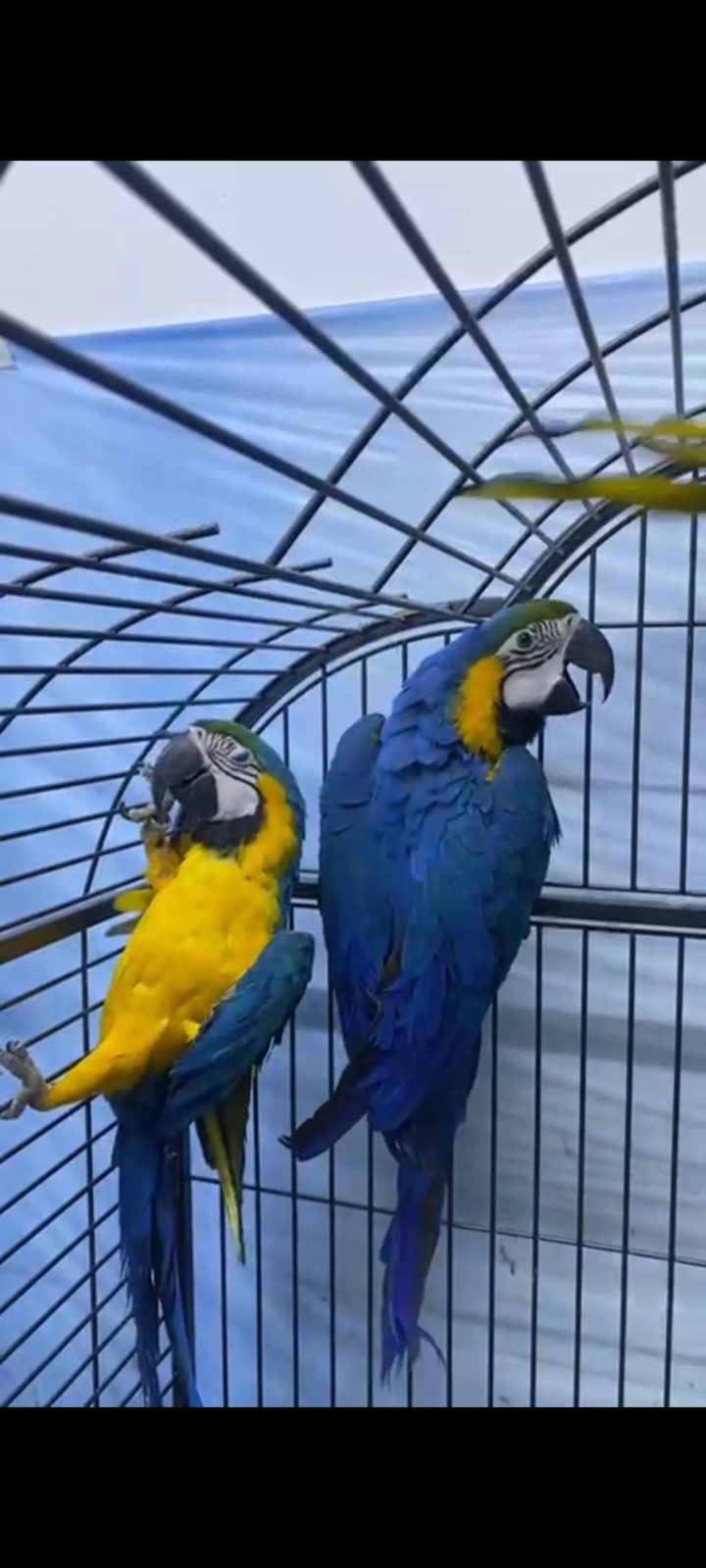 FATURALI BELGELİ SARI LACİVERT MACAWLAR