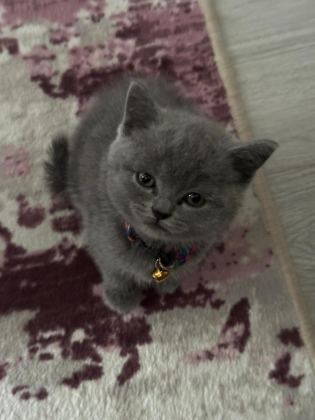 UYGUN KEDİMİZ İÇİN WHATSAPP İLE İLETİŞİME GEÇİN
