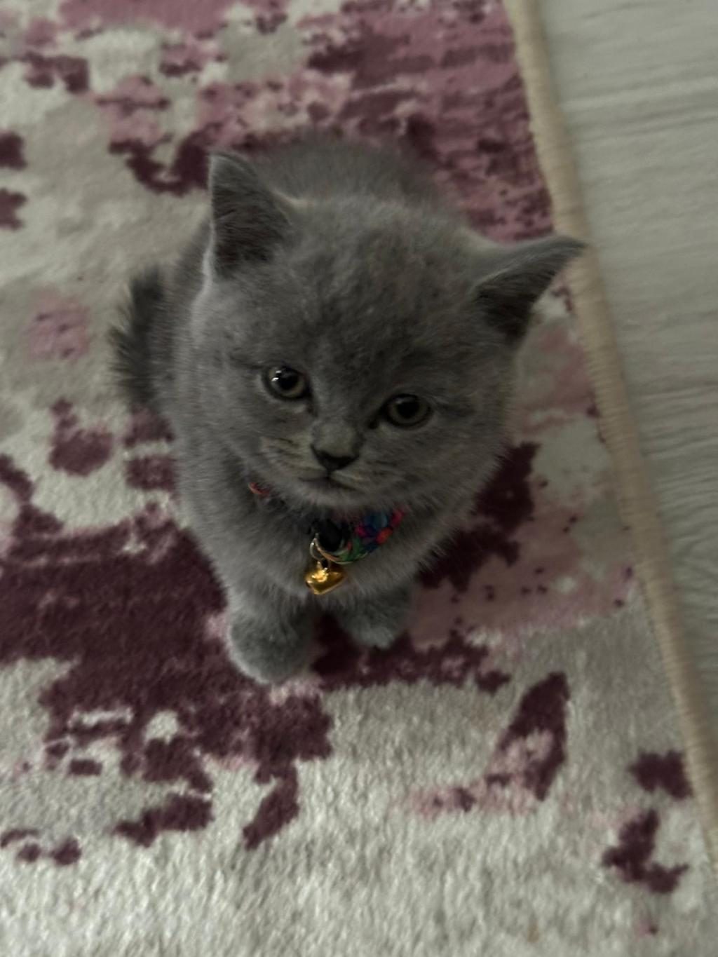 UYGUN KEDİMİZ İÇİN WHATSAPP İLE İLETİŞİME GEÇİN