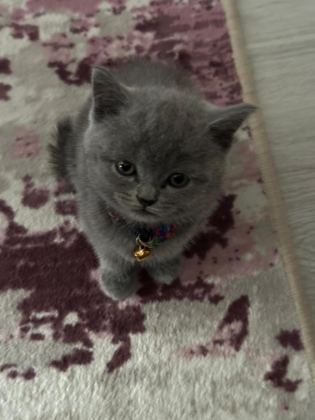 UYGUN KEDİMİZ İÇİN WHATSAPP İLE İLETİŞİME GEÇİN