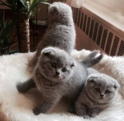 ENFES GÜZELLİKTE YAVRU KEDİLER