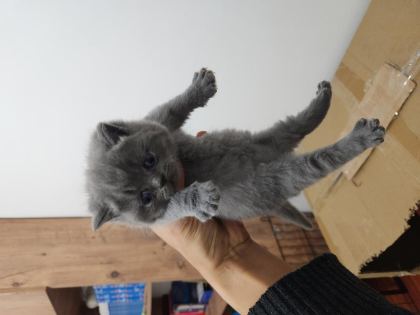 ENFES GÜZELLİKTE YAVRU KEDİLER