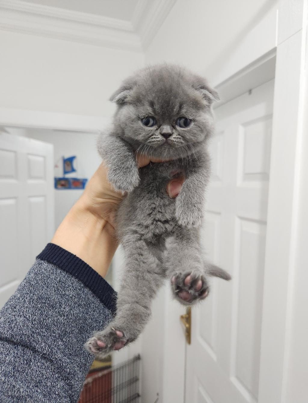 ENFES GÜZELLİKTE YAVRU KEDİLER