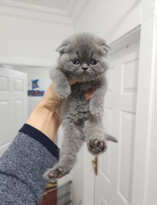 ENFES GÜZELLİKTE YAVRU KEDİLER