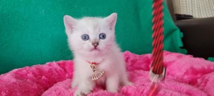 BLUEPOİNT BRİTİSH SHORTHAİR DİŞİ YAVRUMUZ GİTMEYE HAZIR