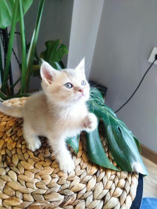 6 HAFTALIK YAVRU KEDİLERİMİZ