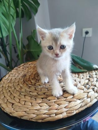 6 HAFTALIK YAVRU KEDİLERİMİZ