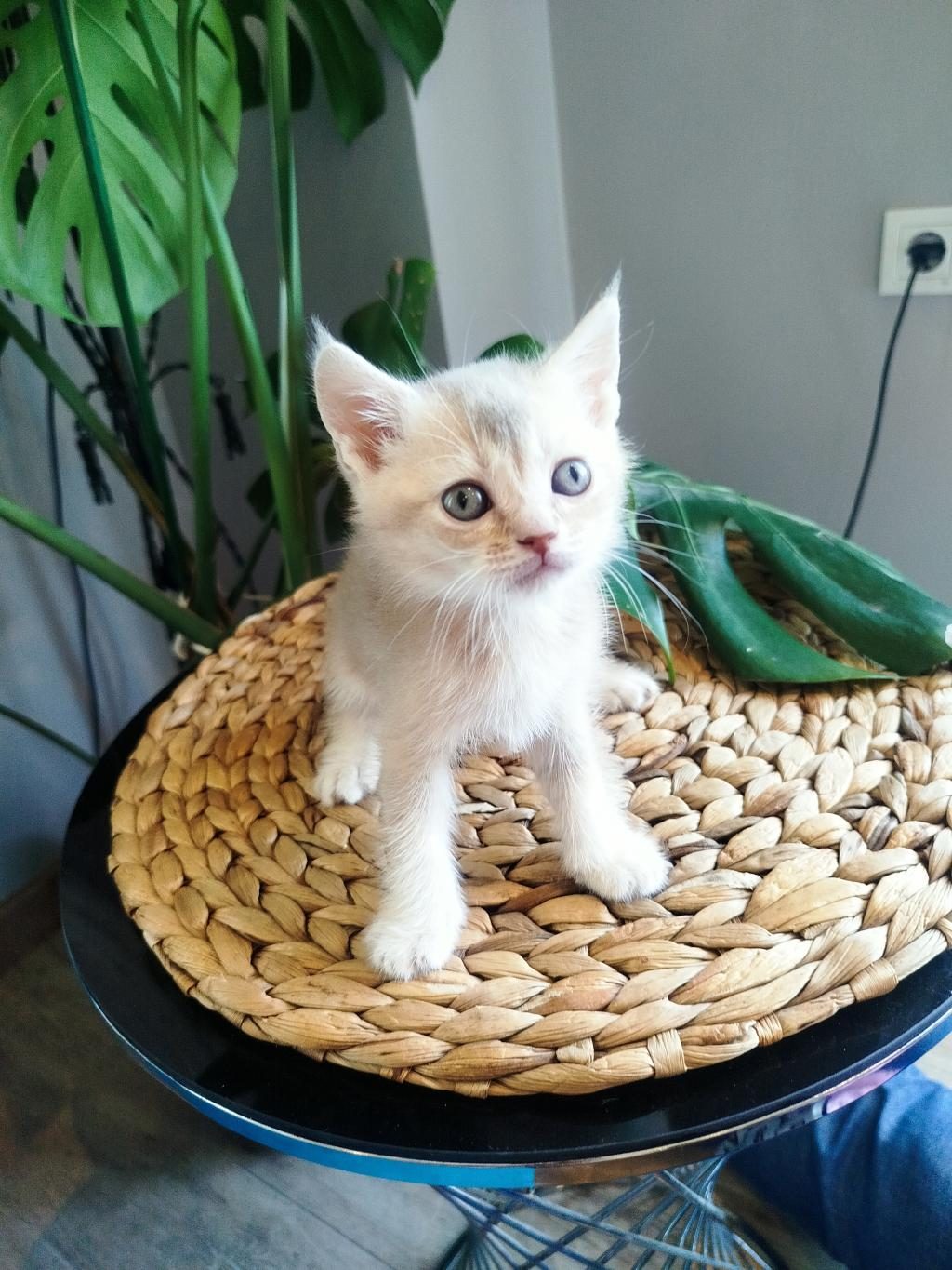 6 HAFTALIK YAVRU KEDİLERİMİZ