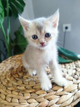 6 HAFTALIK YAVRU KEDİLERİMİZ