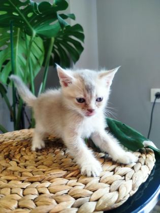 6 HAFTALIK YAVRU KEDİLERİMİZ
