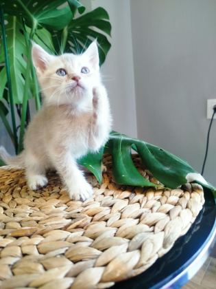 6 HAFTALIK YAVRU KEDİLERİMİZ