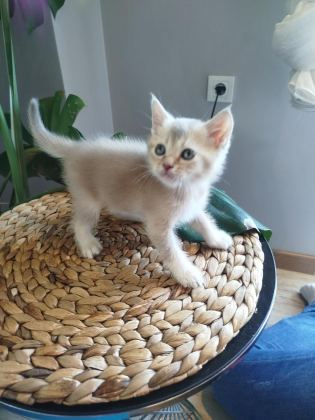 6 HAFTALIK YAVRU KEDİLERİMİZ