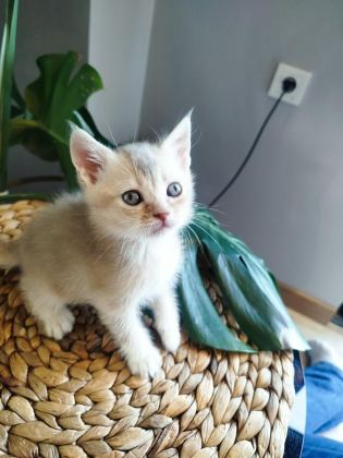 6 HAFTALIK YAVRU KEDİLERİMİZ
