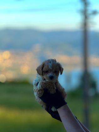 TOY POODLE YAVRULAR