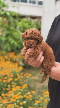 TOY POODLE YAVRULAR