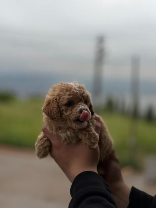 MALTİPOO YAVRULAR