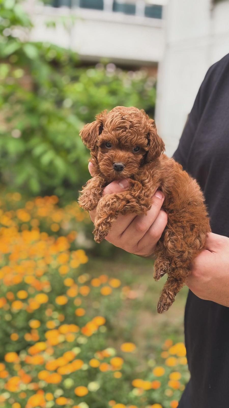 MALTİPOO YAVRULAR