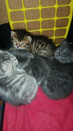 4 YAVRU KEDİYE YUVA ARIYORUZ