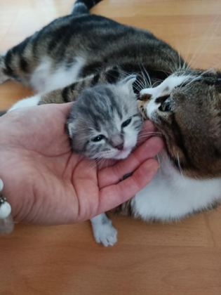 4 YAVRU KEDİYE YUVA ARIYORUZ