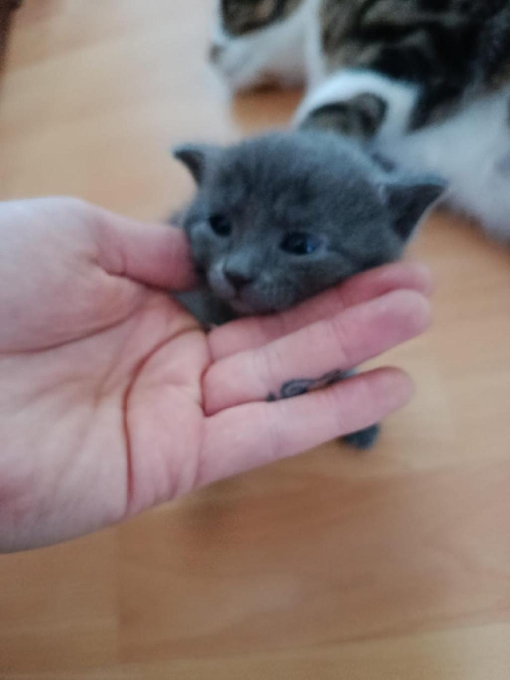 4 YAVRU KEDİYE YUVA ARIYORUZ