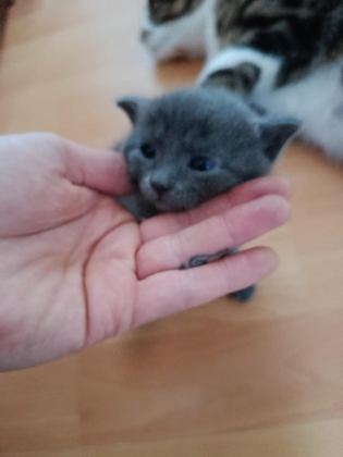 4 YAVRU KEDİYE YUVA ARIYORUZ