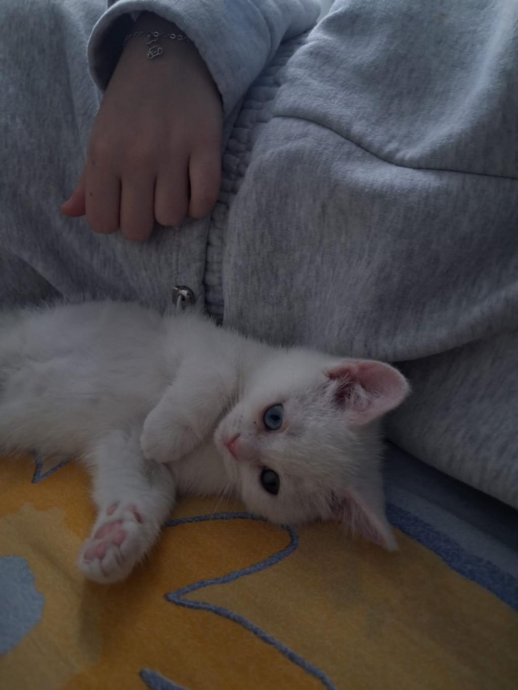 ANKARA KEDİSİ TEMİZ VE EĞİTİMLİ