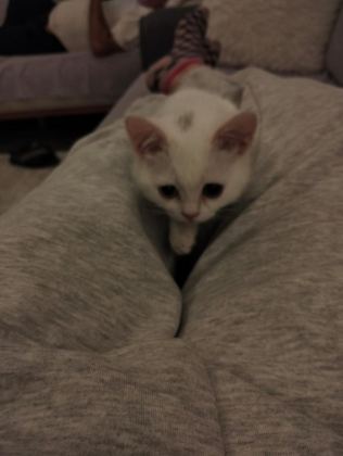 ANKARA KEDİSİ TEMİZ VE EĞİTİMLİ