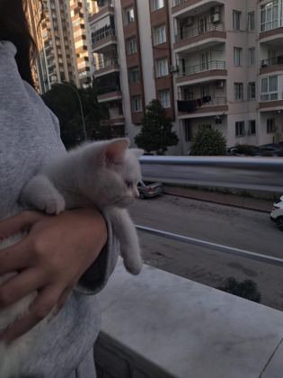 ANKARA KEDİSİ TEMİZ VE EĞİTİMLİ