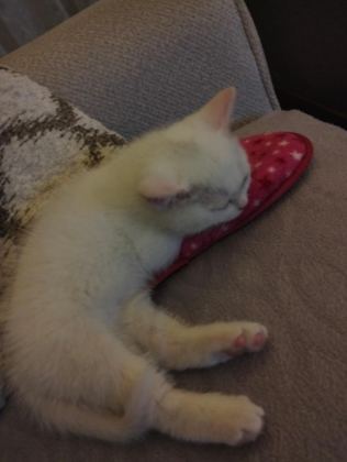 ANKARA KEDİSİ TEMİZ VE EĞİTİMLİ