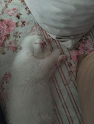 ANKARA KEDİSİ TEMİZ VE EĞİTİMLİ
