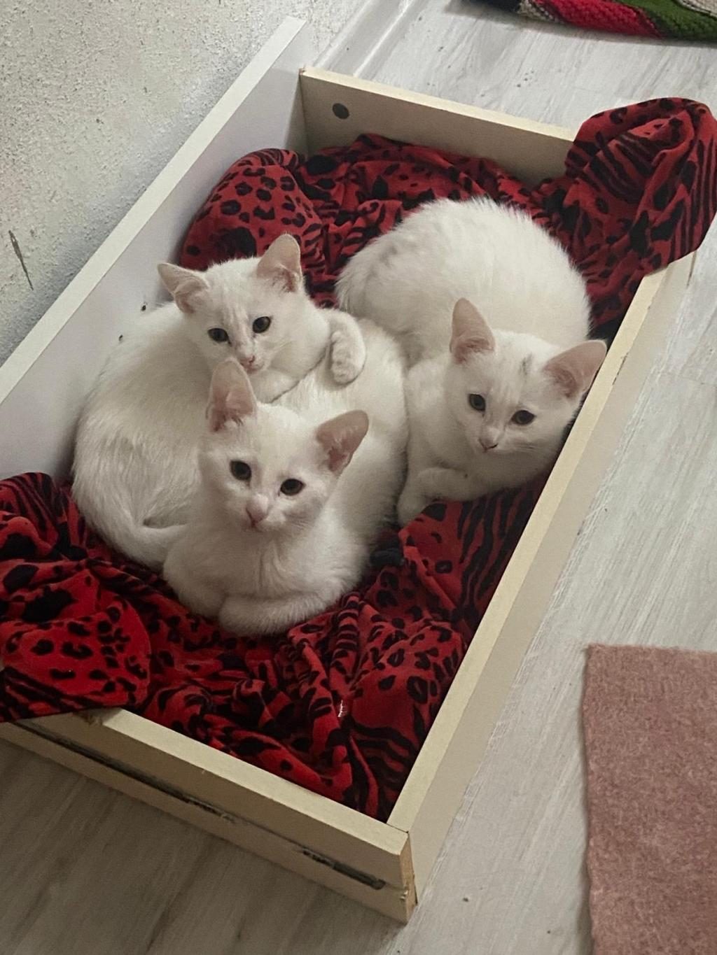 ÜCRETSİZ SAHİPLENDİRİLECEK YAVRU KEDİLER