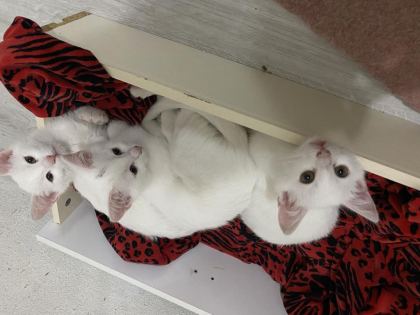 ÜCRETSİZ SAHİPLENDİRİLECEK YAVRU KEDİLER