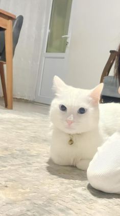 ANKARA KEDİSİ UYSAL VE TATLI