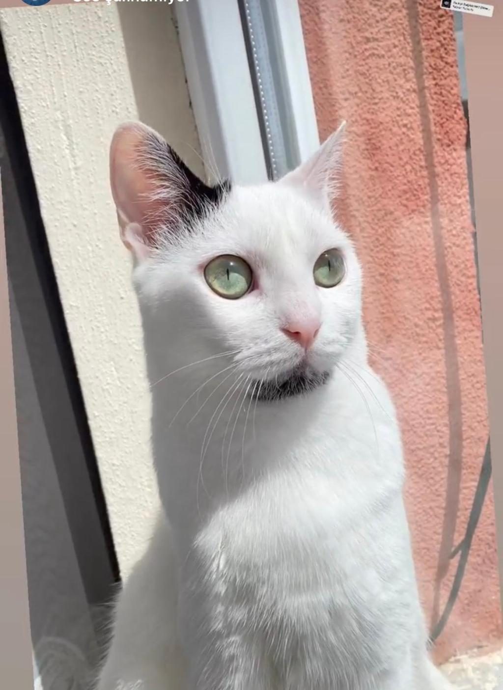ANKARA KEDİSİ DİŞİ ÜCRETSİZ AŞILARI TAM