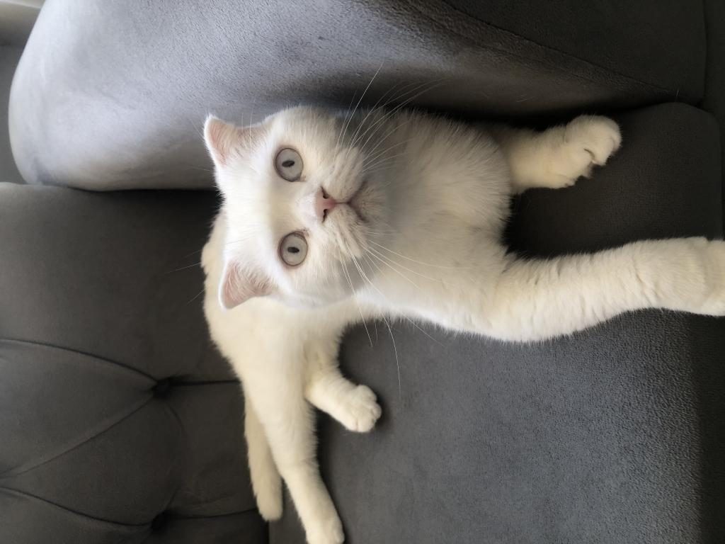 2,5 YAŞLARINDA ANKARA KEDİSİ AÇIKLAMAYI OKUYUNUZ
