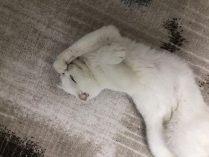 2,5 YAŞLARINDA ANKARA KEDİSİ AÇIKLAMAYI OKUYUNUZ